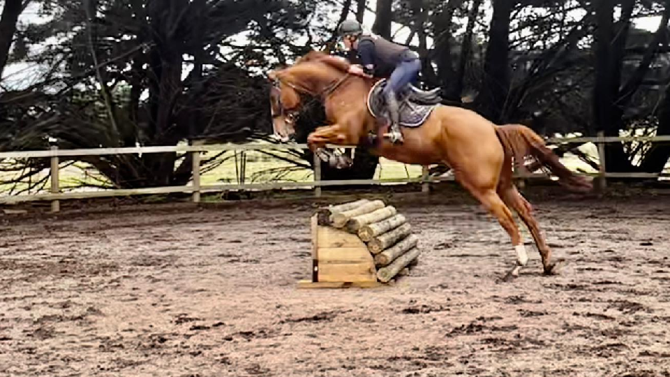 Henry XC jumping